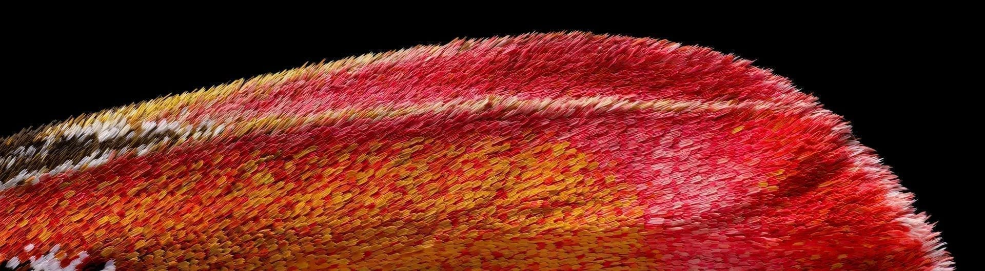 Конкурс мікрофотографії Nikon 2020 оголосив переможців