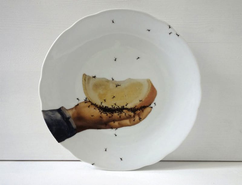 Муравьи в посуде