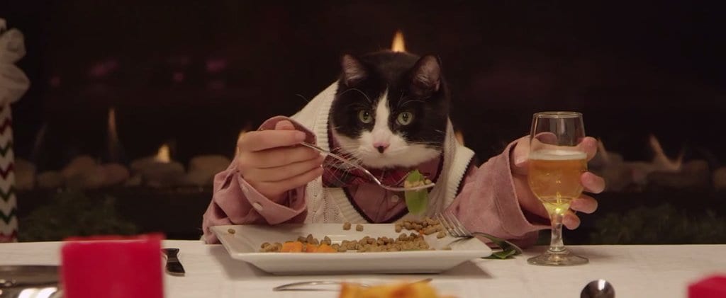 Очеловеченные четверолапые (ВИДЕО)