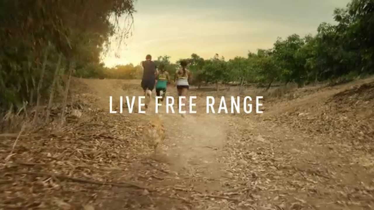 У курицы тоже бывает проблема выбора (ВИДЕО)