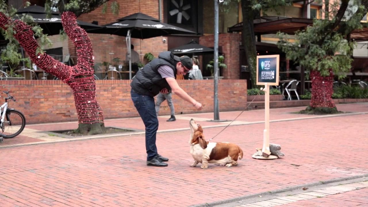 Четверолапые консультанты (ВИДЕО)