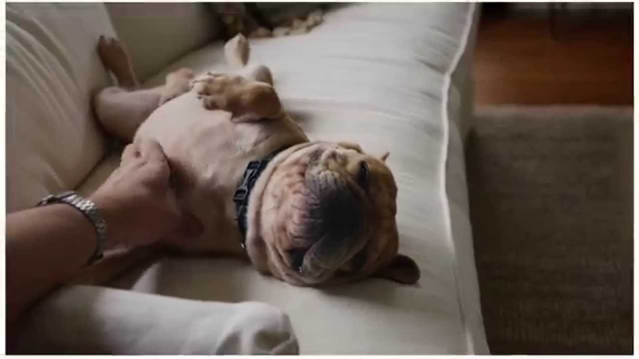 Приют для всех (ВИДЕО)