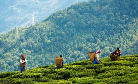 Штат здорового питания