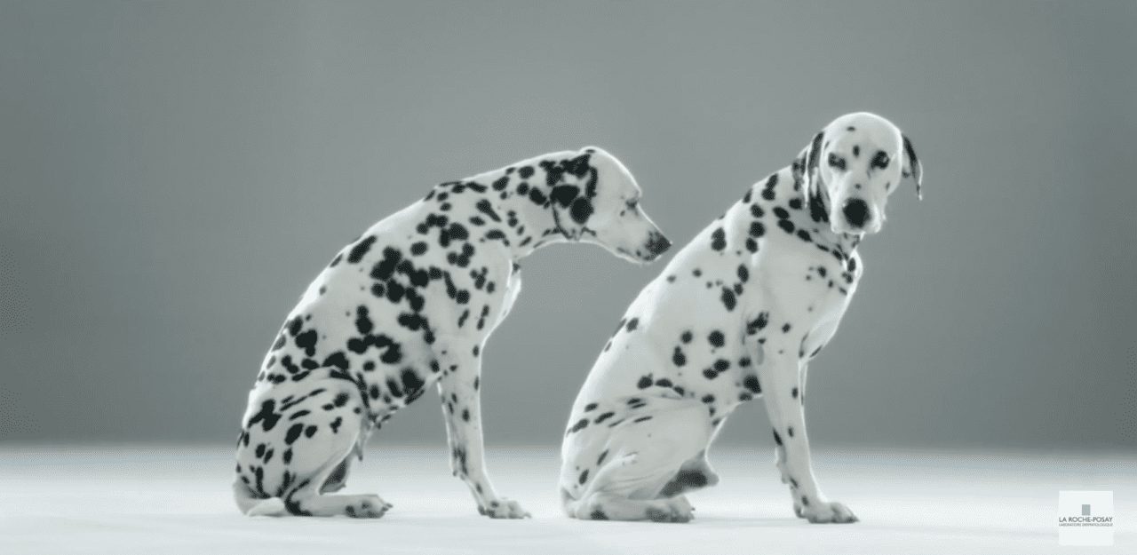 Далматинцы расскажут о пятнах (ВИДЕО)