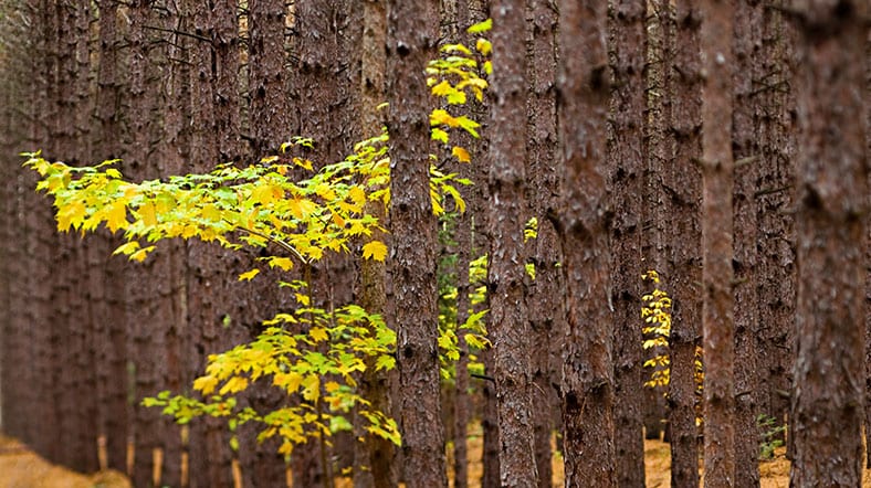 Типовые сценарии поведения: интерпретация скрытых мотивов
