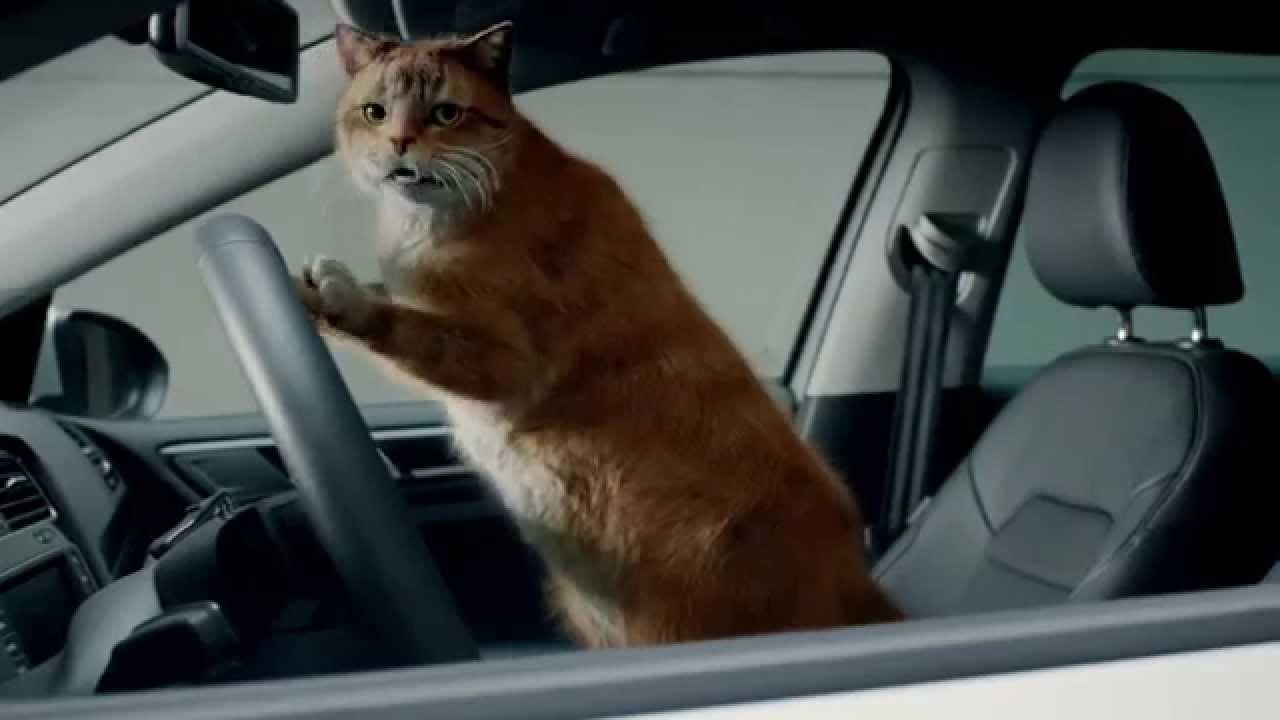 Коты и Volkswagen (ВИДЕО)