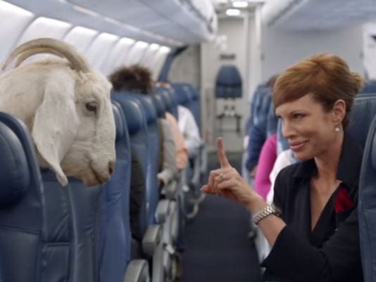 Мемы учатся летать (ВИДЕО)