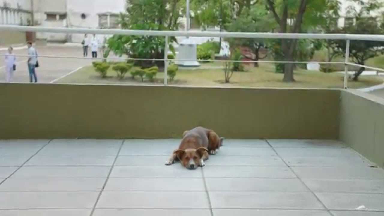 Узнай хозяина по печени (ВИДЕО)