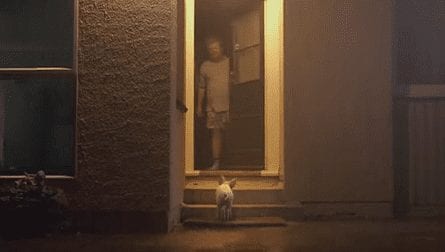 История поросенка (ВИДЕО)