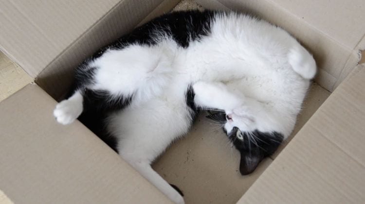 Кошачьи капризы (ВИДЕО)