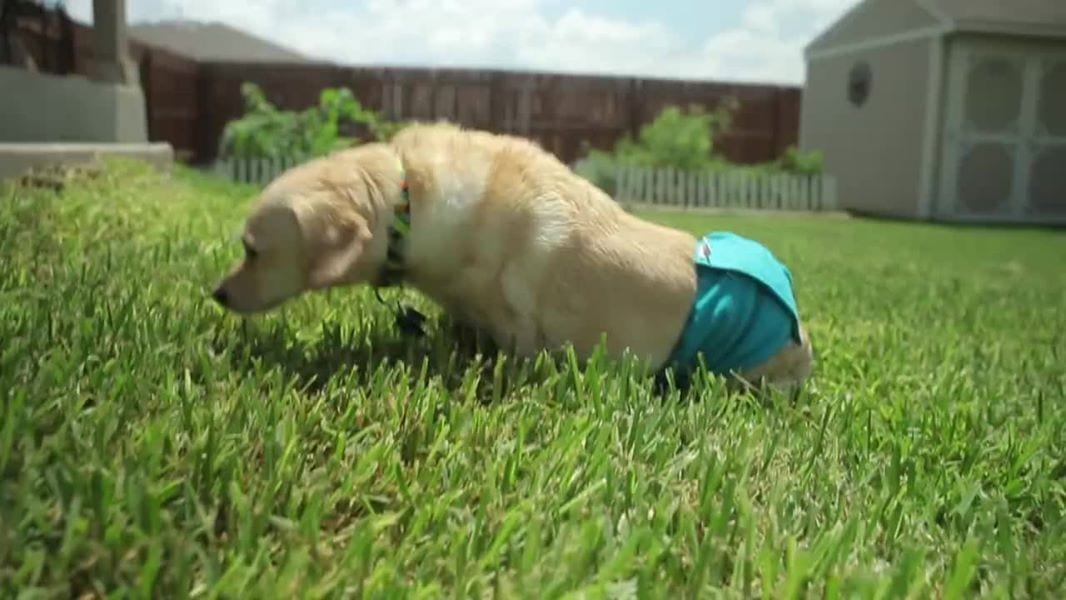 Самый верный  друг (ВИДЕО)