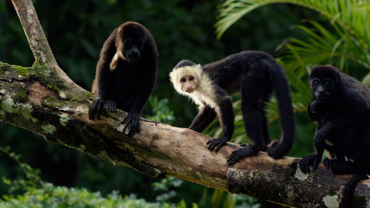 Обезъяны, попугаи… (ВИДЕО)