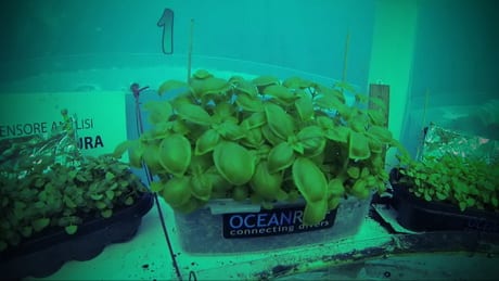 Подводные огороды капитана Немо