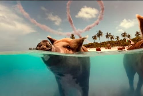 Bigger, badder, birdier! (ВИДЕО)