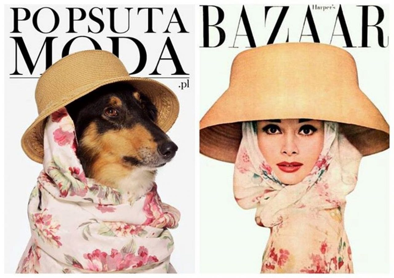 Дефиле четверолапых