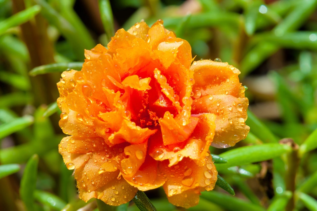 Хризантемная феерия