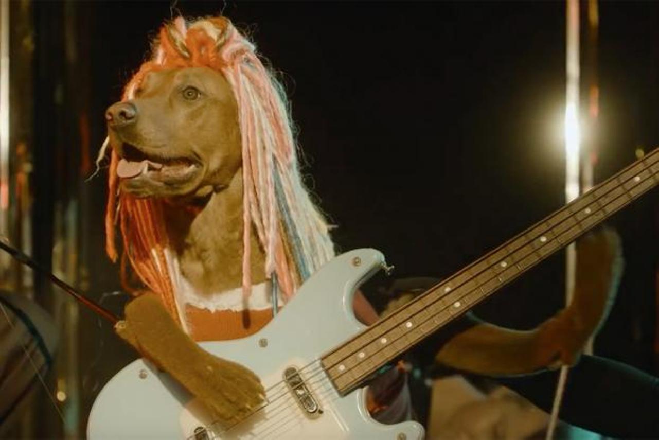 Подойдут и для людей (ВИДЕО)