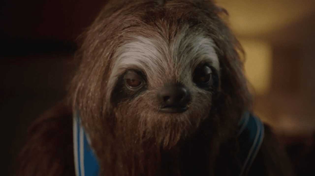 Укуренный ленивец или социалка, которая не сработала (ВИДЕО)