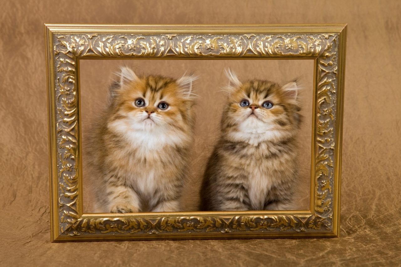 Золотые технологии. Обладатели Golden Kitty – 2015