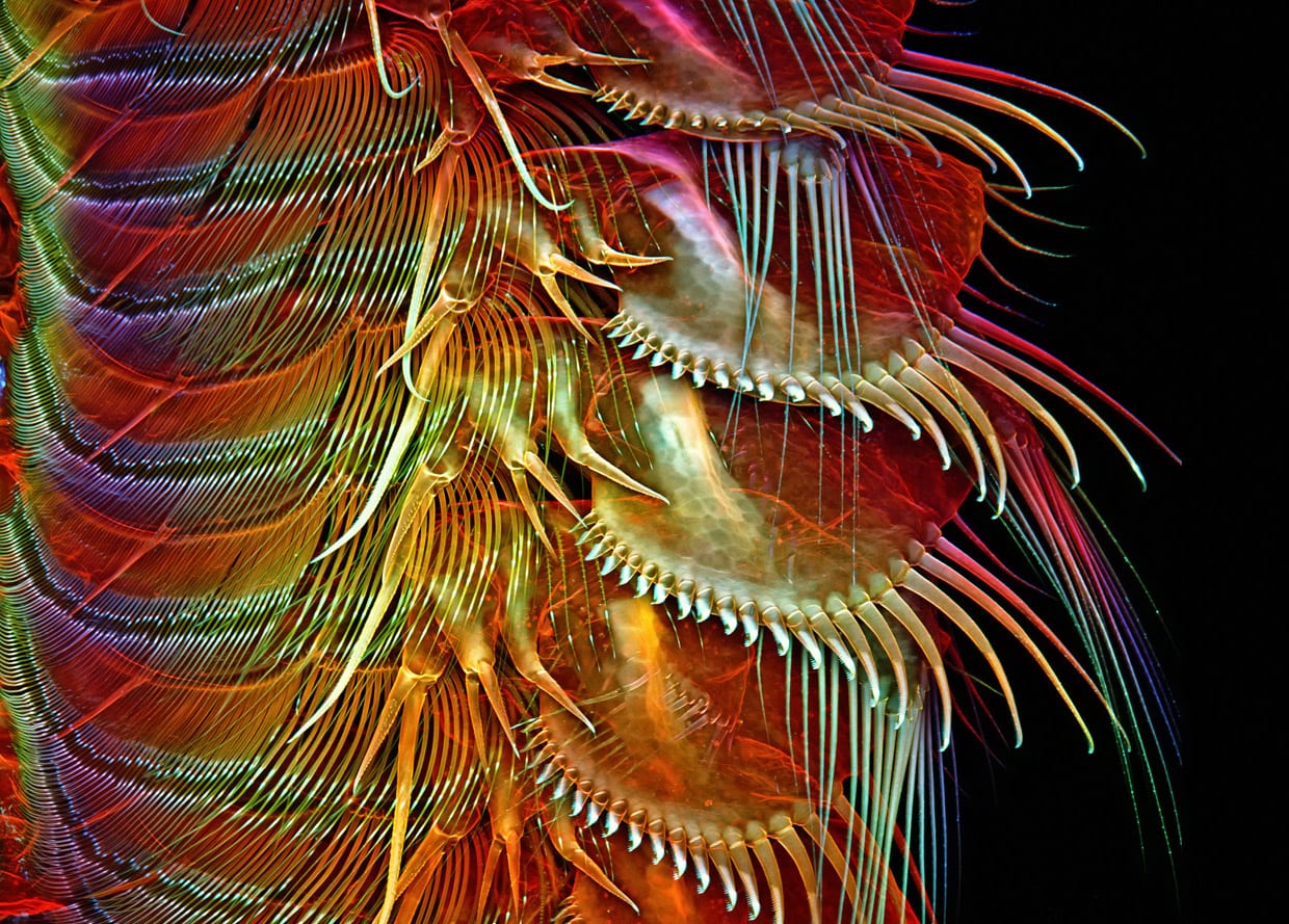 Лучшие микрофото по версии Nikon