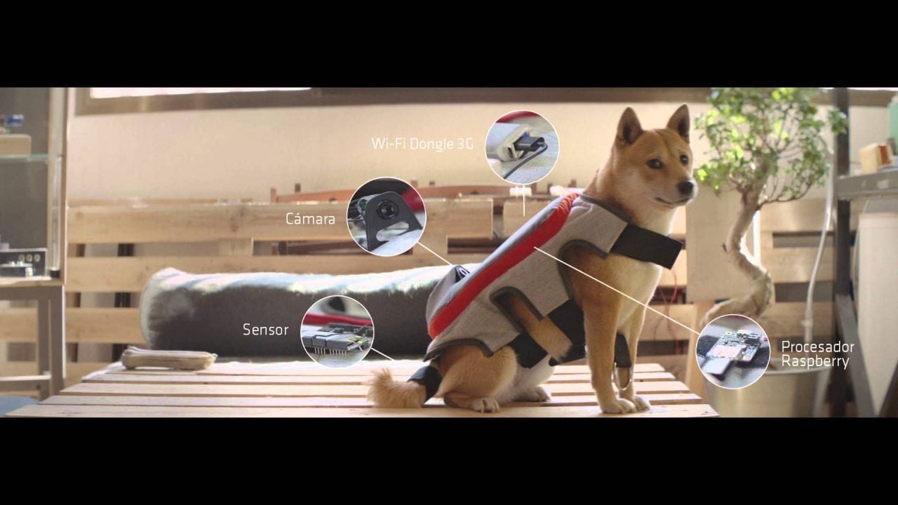 Собачье селфи или хвостик-постик (ВИДЕО)