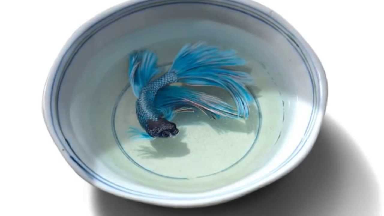 Гипперреализм в стакане (ВИДЕО)