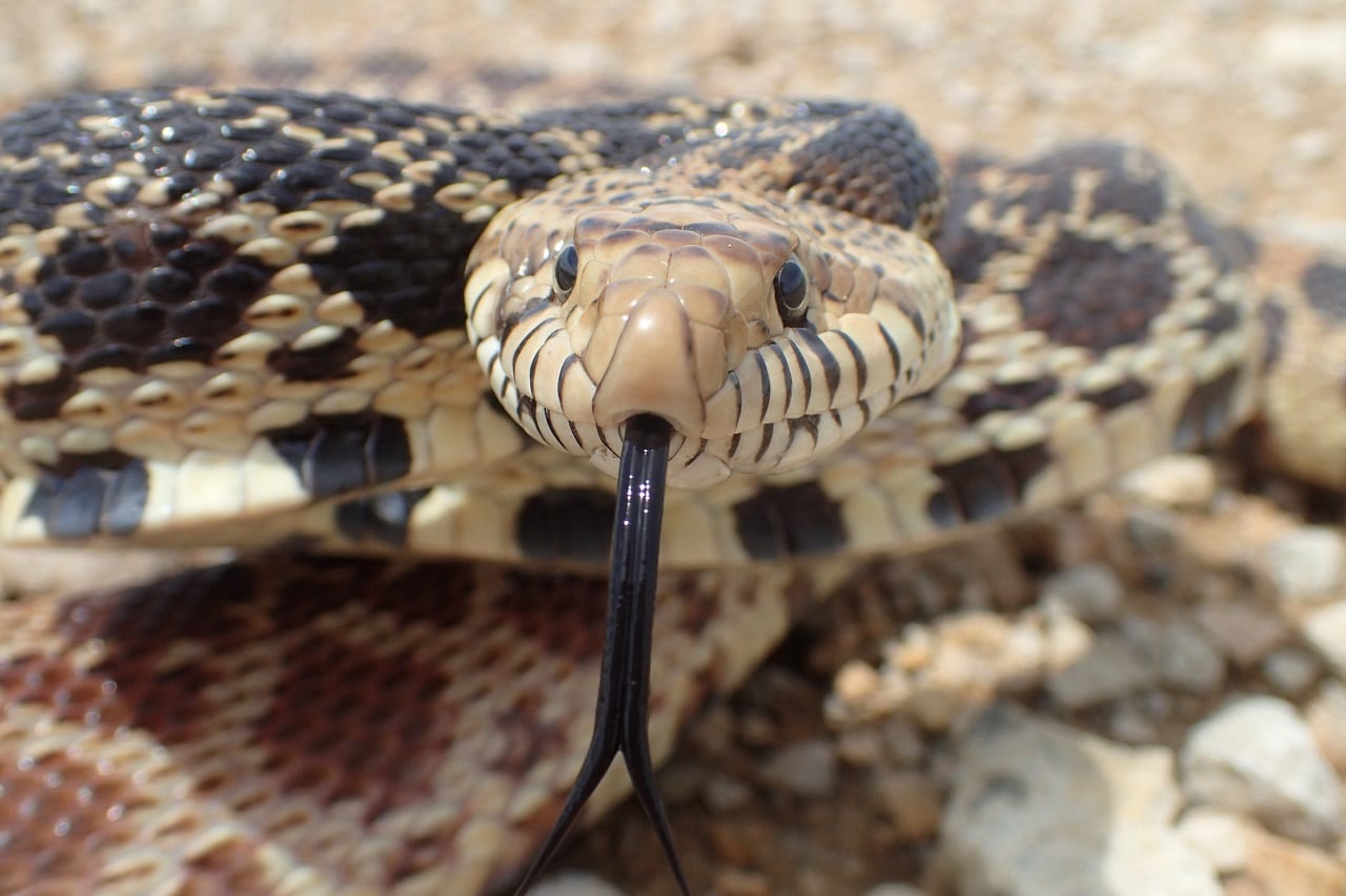 В логово змей ради бесплатного диска (ВИДЕО)