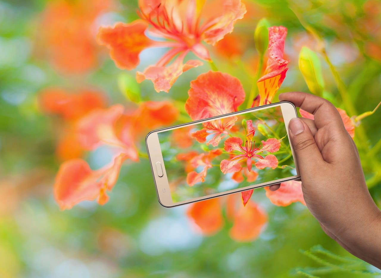 Не мешай расти цветам в твоем смартфоне (ВИДЕО)