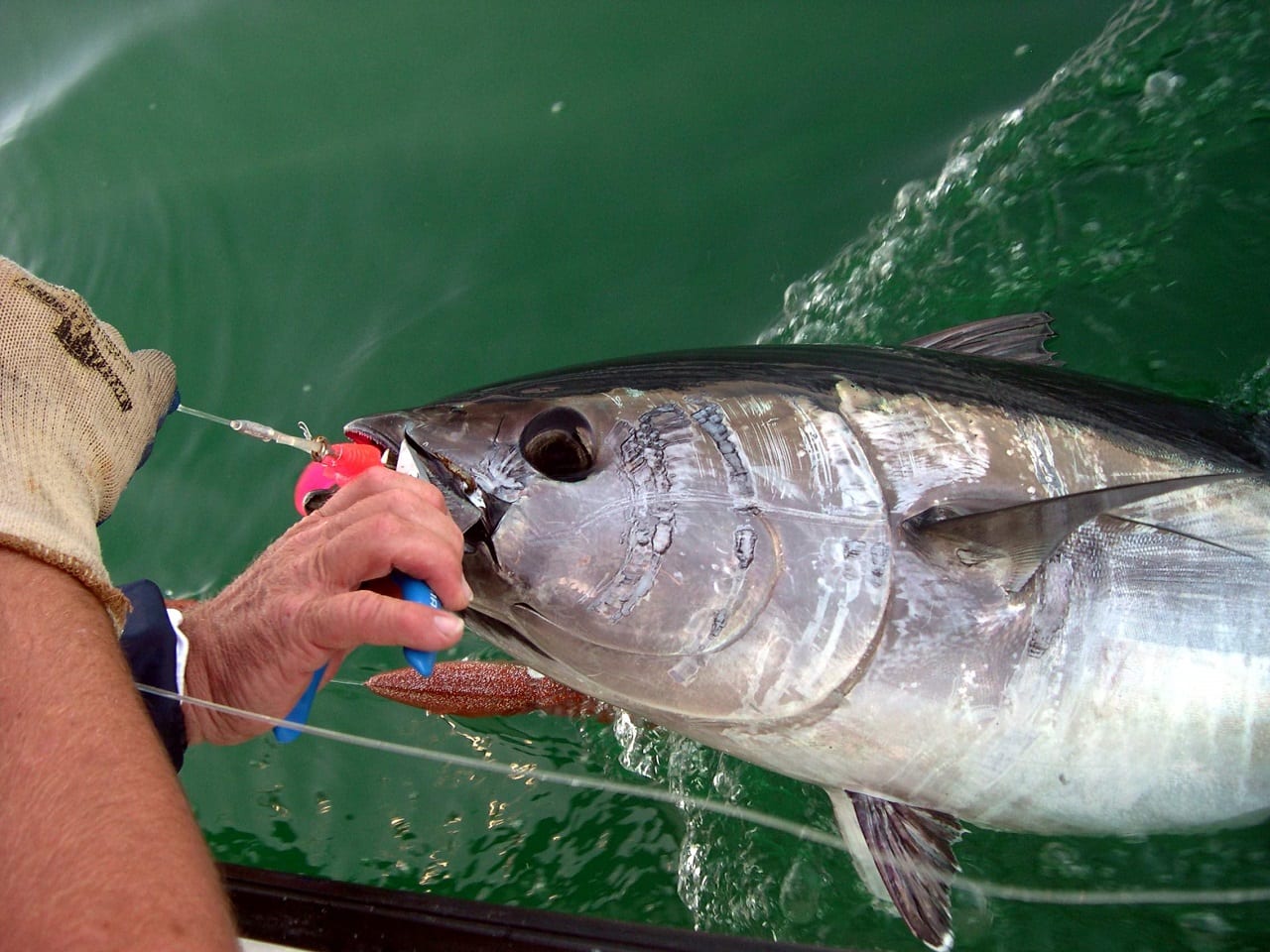 Ожидание тунца и разговоры без конца (ВИДЕО)