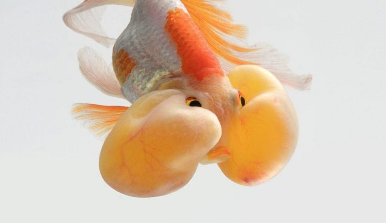 Крышесносящие рыбы тайского мастера