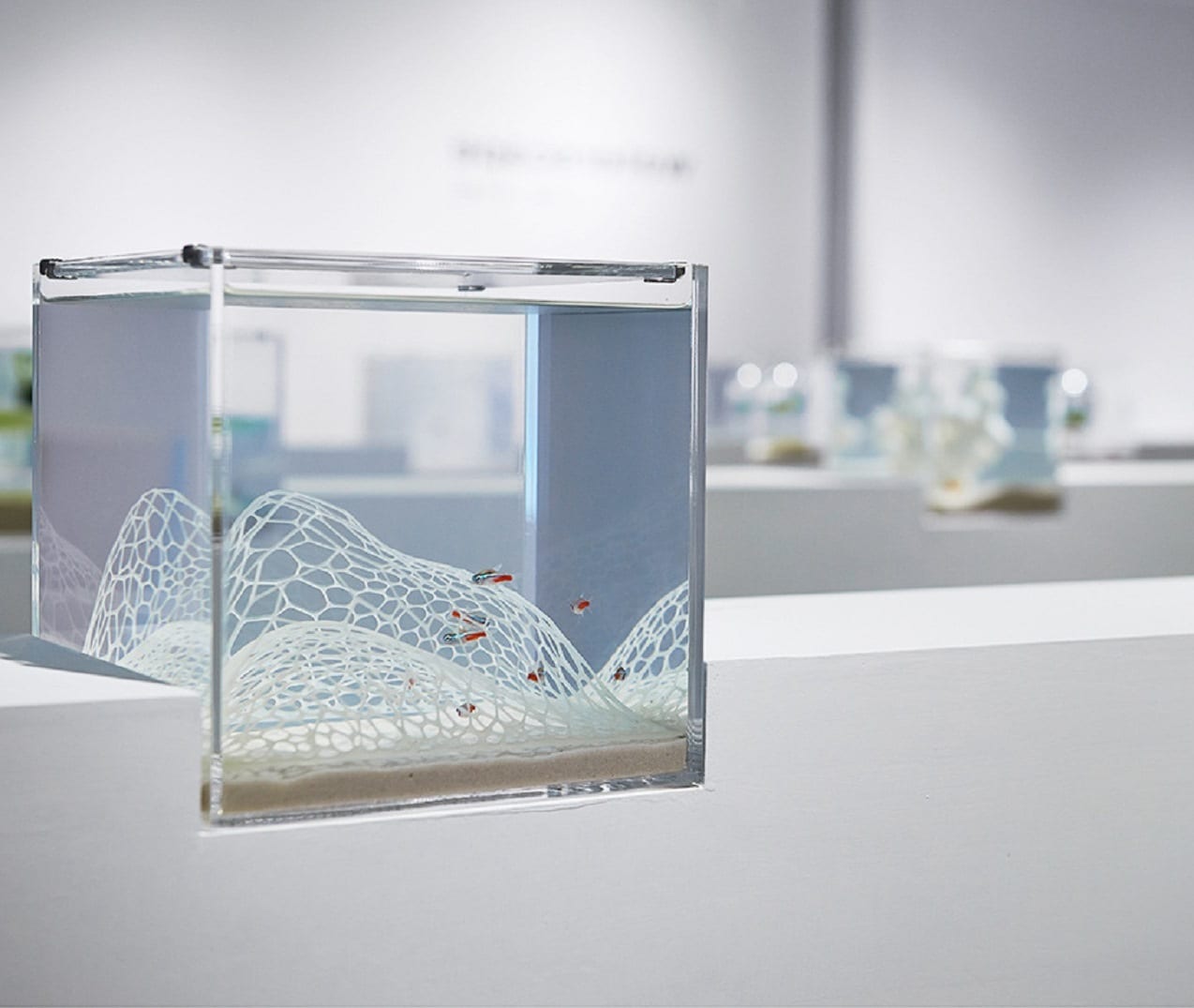 Рыбы, живущие в 3D мире