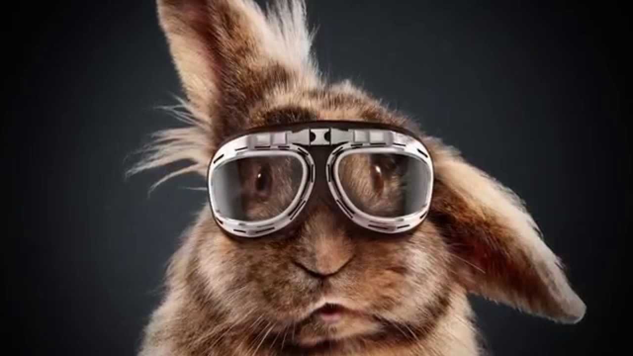 Кроличьи бега, самая тяжелая работа и проклятие грязной посуды (ВИДЕО)