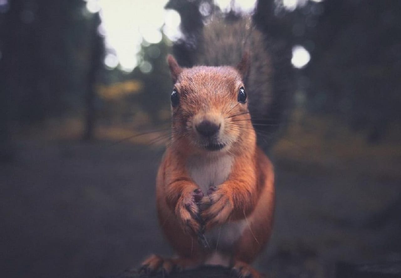 Что ни страница – то лисица, то синица