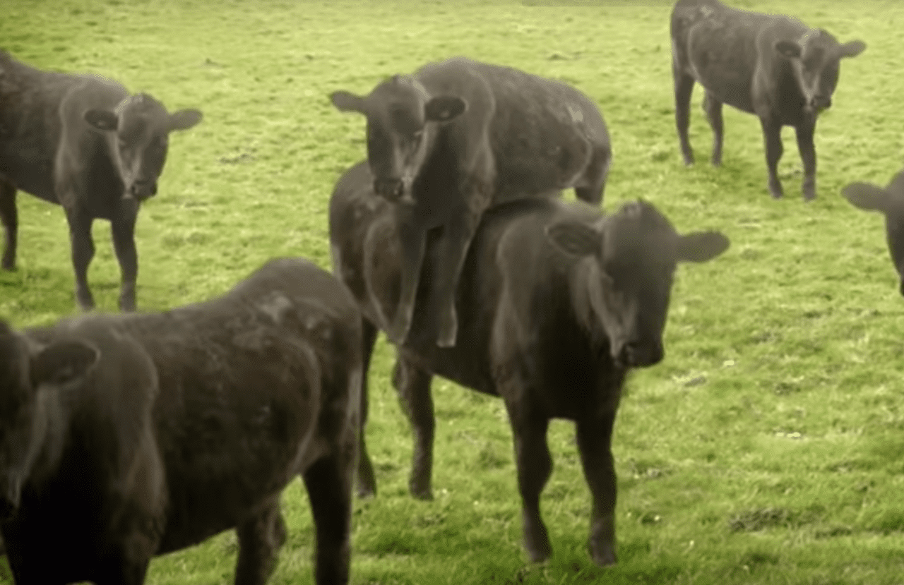 Чьи коровы танцуют? (ВИДЕО)