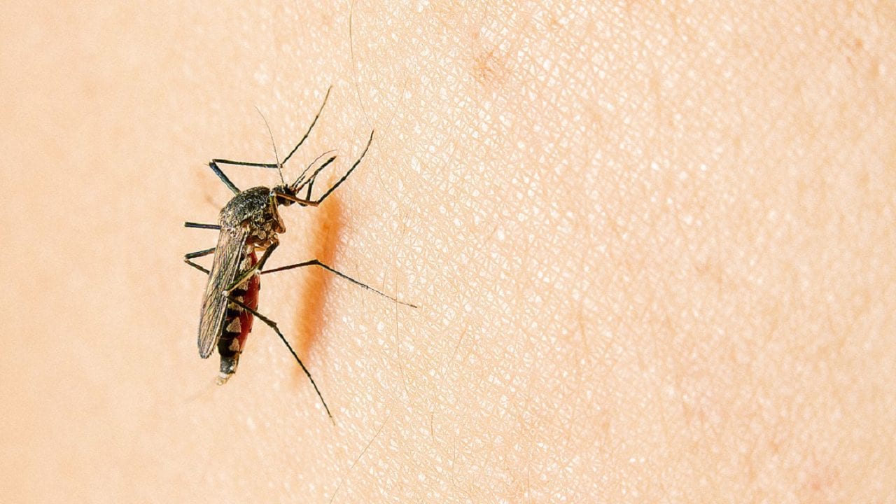 Новый секрет Victoria's Secret: духи-репеллент