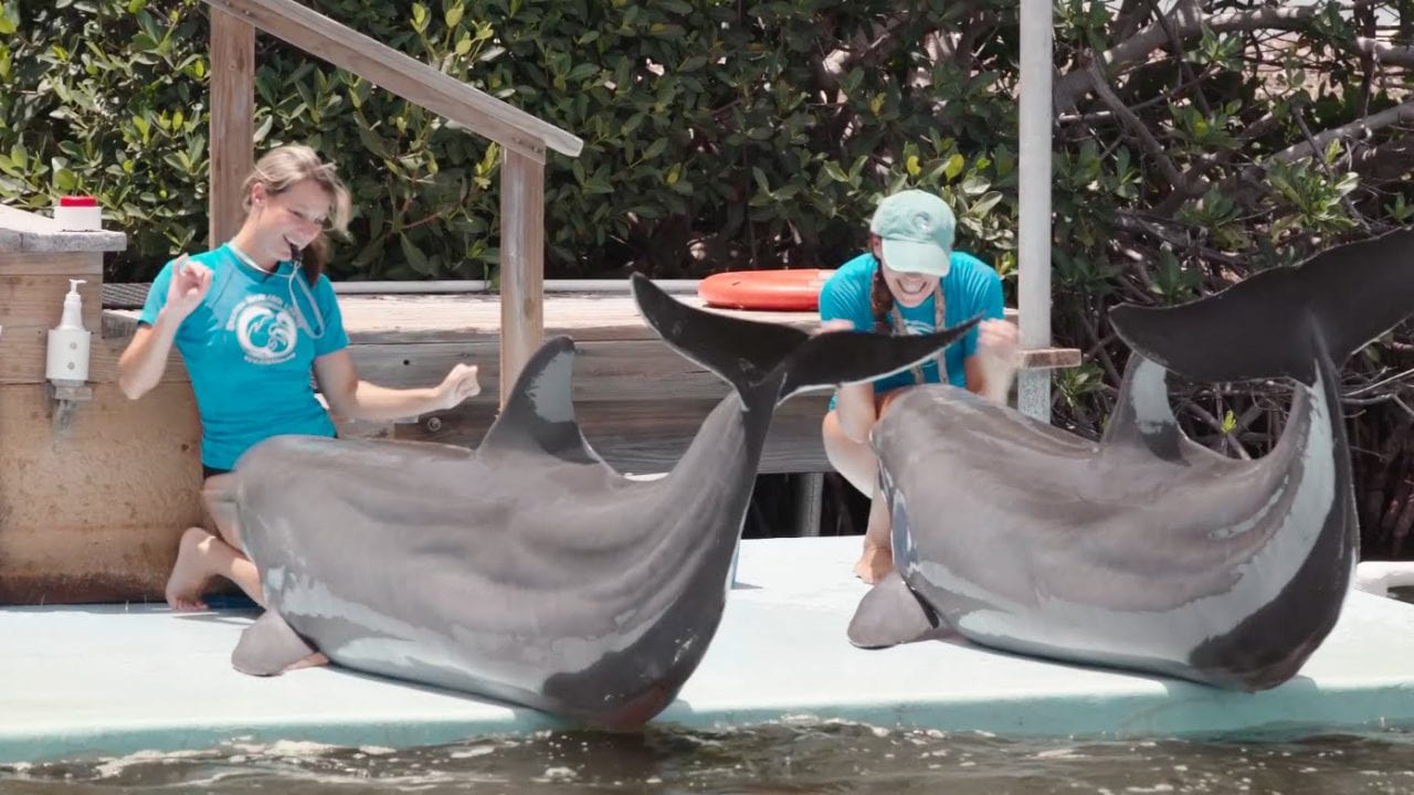 Роутер для пенсионеров и дельфинов (ВИДЕО)