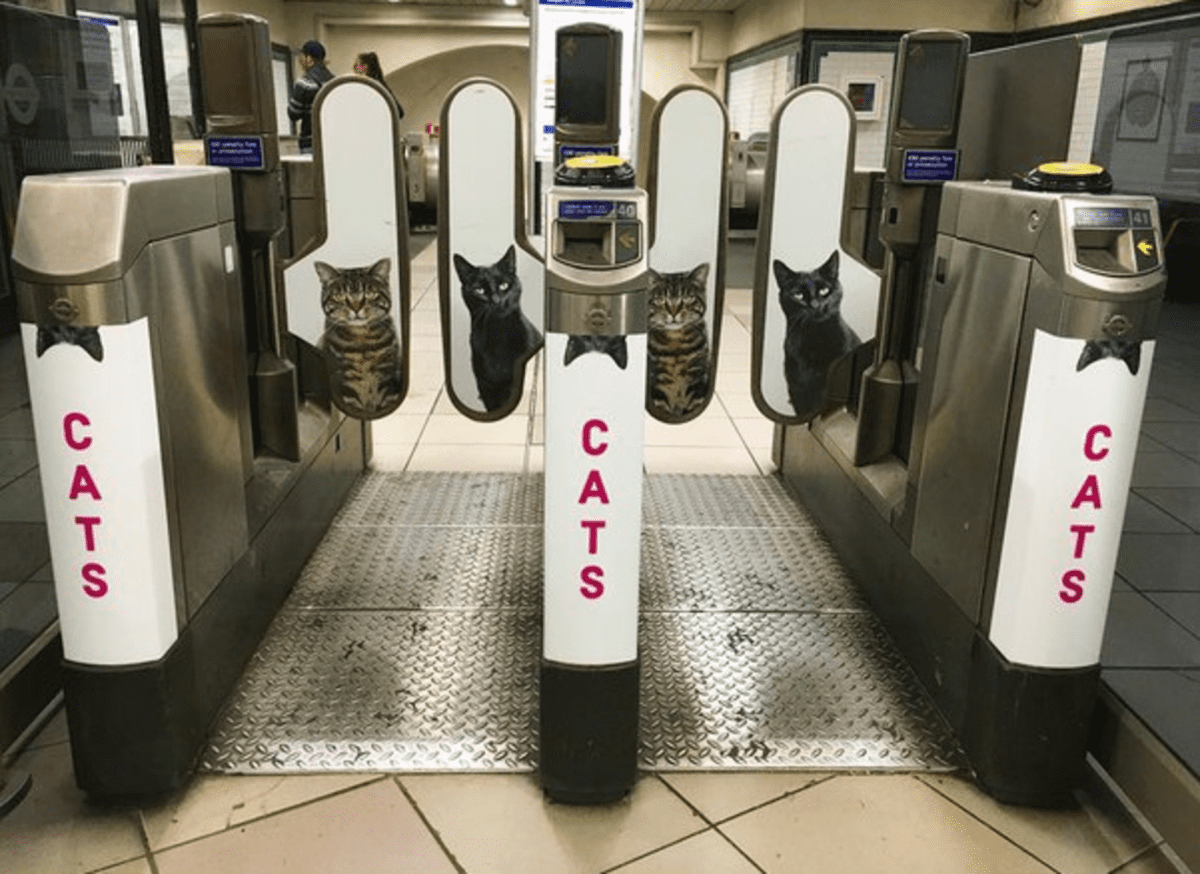 Лондонское метро захватили котики!