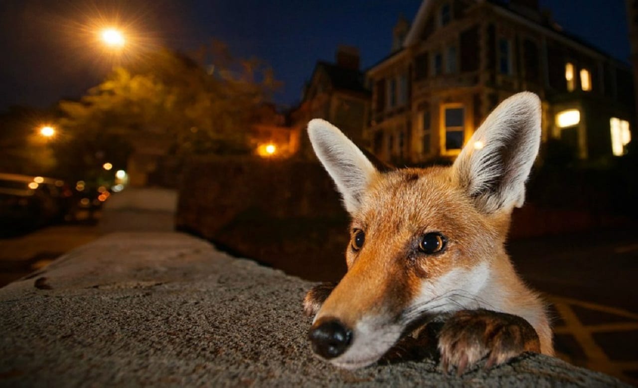 Возможно, самые мастерские снимки дикой природы этого года
