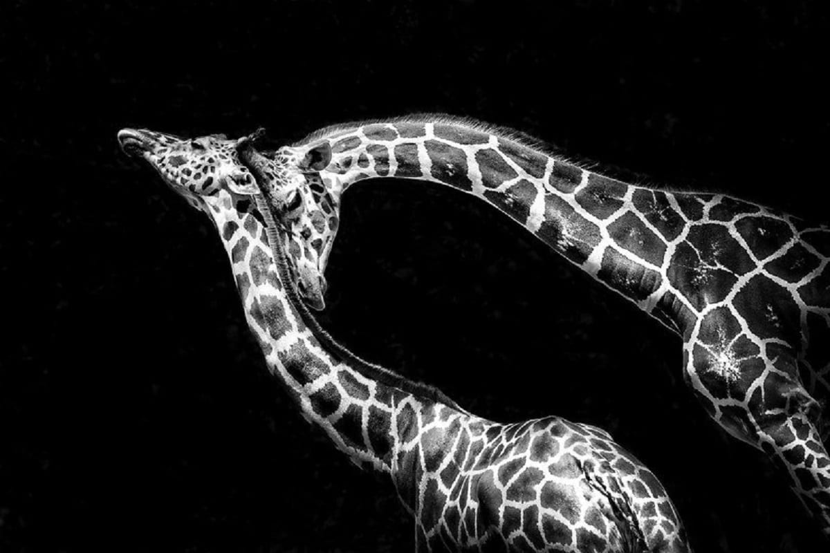 Лучшие фотоработы конкурса Wildlife in black and white