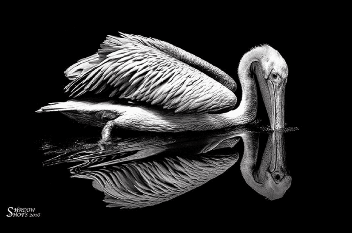 Лучшие фотоработы конкурса Wildlife in black and white. Часть 2