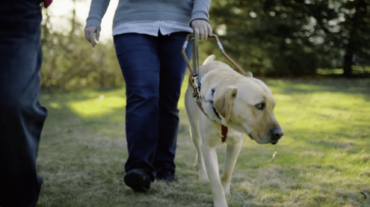 Как начать жить благодаря собаке (ВИДЕО)