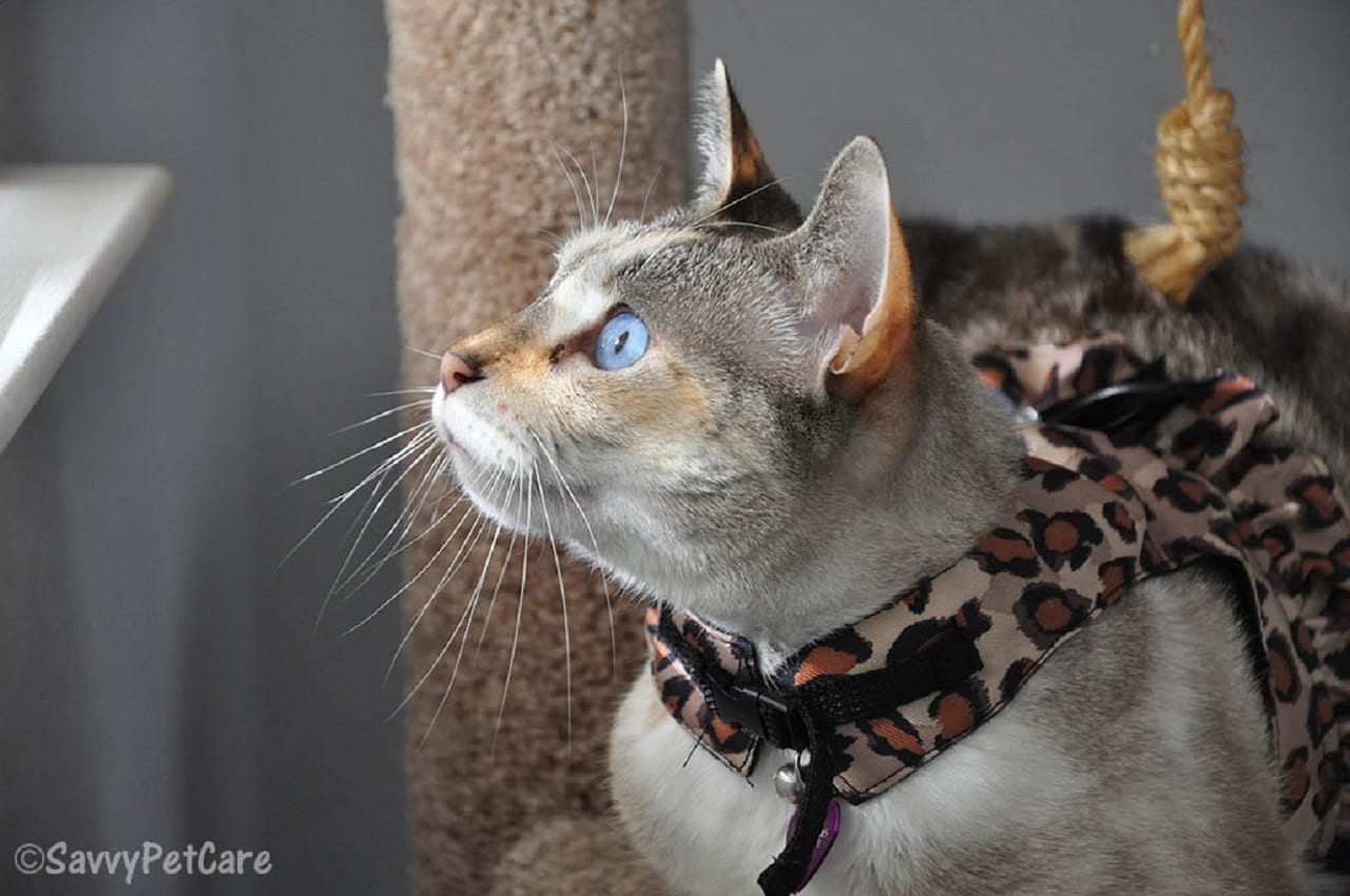 Ненасытное кошачье любопытство (ВИДЕО)