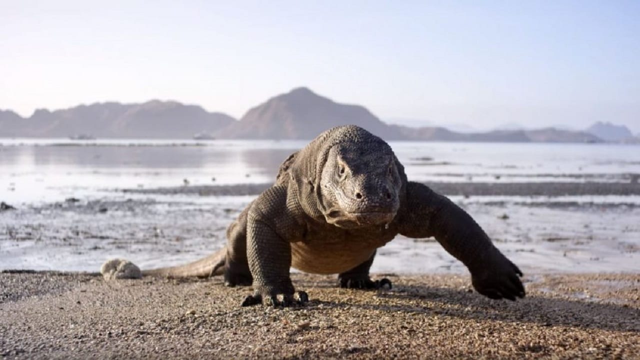 Планета Земля – накануне премьеры (ВИДЕО)