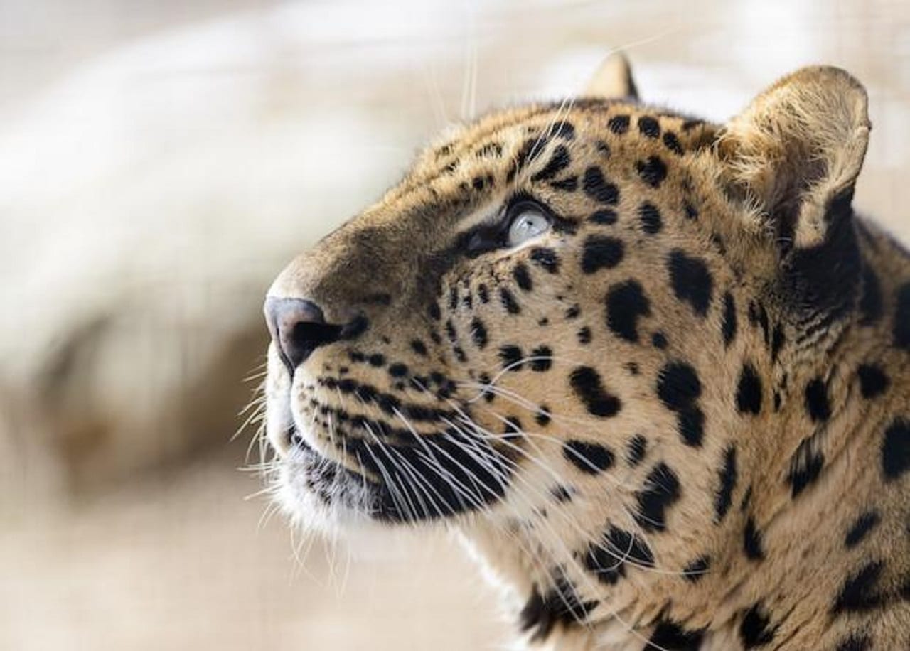 Мясоеды обречены на вымирание?