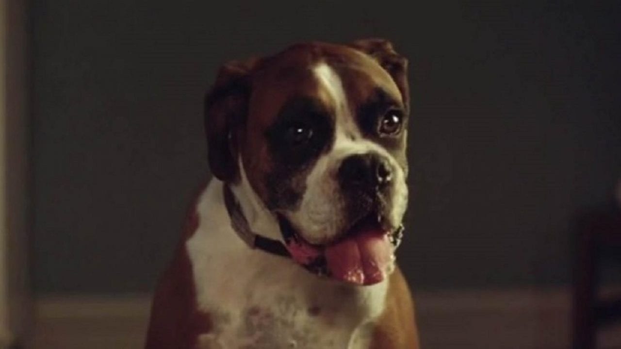 Подарок, который понравится и ребятам, и зверятам (ВИДЕО)