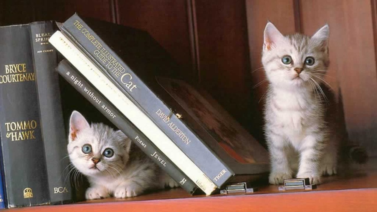 Почему кошкам нужна отдельная квартира