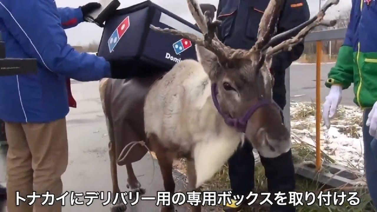 Едет пицца, едет пицца на оленях утром ранним (ВИДЕО)