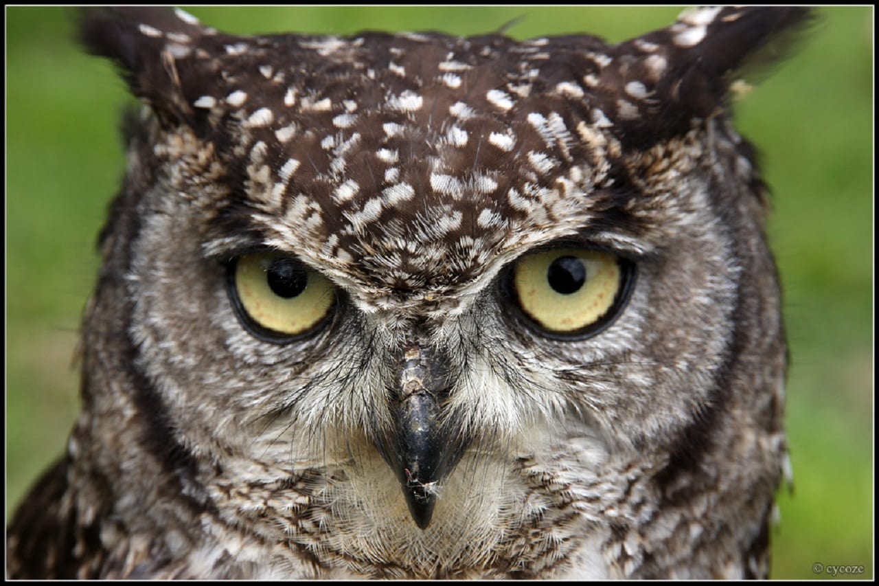 Медведь, лиса, сова, черепаха, акула: модели поведения в конфликтных ситуациях