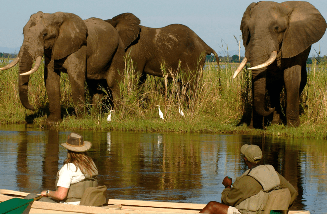 Гламур в саванне