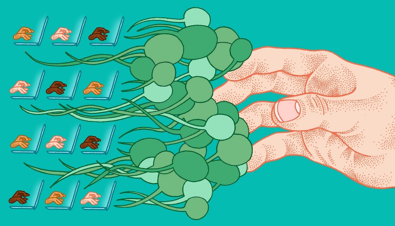 Папино тело или как тысячи детей бесплатно построили империю